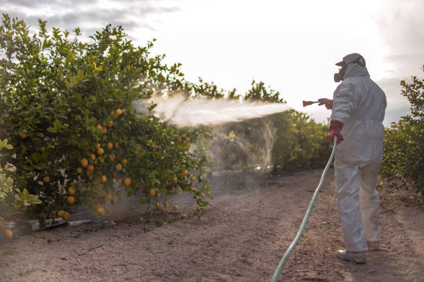 Best Local Pest Control Services  in Marrero, LA