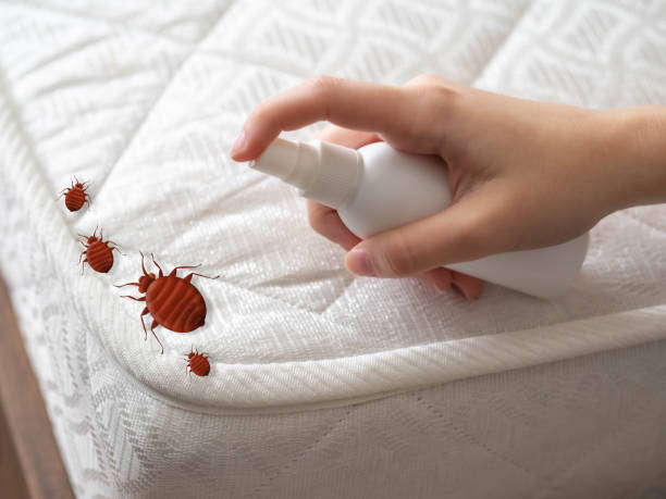 Flea Control Services in Marrero, LA