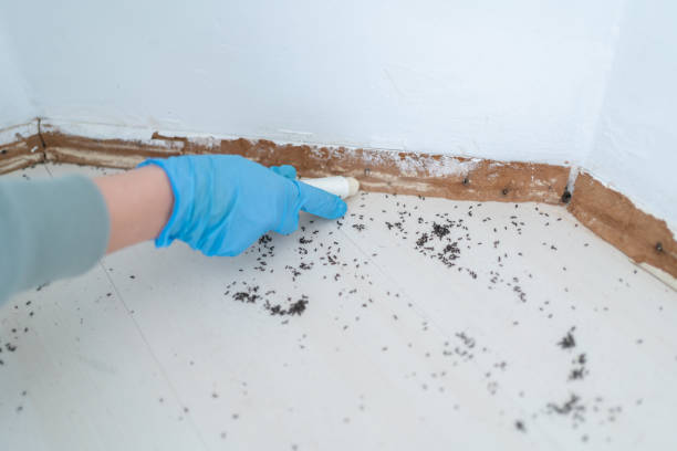 Trusted Marrero, LA Pest Control Experts